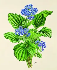 Zoe Carter, Myosotidium hortensia, Chatham Island Forget me Not, watercolour with applied body colour