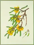 Margaret Stones, Sophora microphylla, N.Zealand and Chile, watercolour