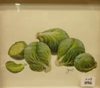 Zoe Carter, Brussel Sprouts, watercolour
