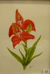 Zoe Carter, Disa Uniflora 'Kyra', Table Mountain Orchid, watercolour