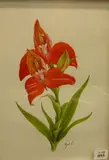 Zoe Carter, Disa Uniflora 'Kyra', Table Mountain Orchid, watercolour