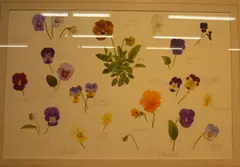 Zoe Carter, A Group of 16 Viola, perennial cultivars, graphite and watercolour