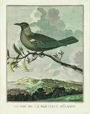 J. Hawkesworth, Le Poe De La Nouvelle Zelande, handcoloured engraving
