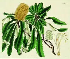 William Jackson Hooker, Banksia paludosa (swamp Banksia), handcoloured engraving, plate 2770 from Curtis Botanical Magazine, pub. London, October 1, 1827