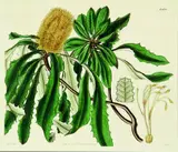 William Jackson Hooker, Banksia paludosa (swamp Banksia), handcoloured engraving, plate 2770 from Curtis Botanical Magazine, pub. London, October 1, 1827