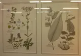 Hugh Wilson, 2 pages of original botanical studies from the publication Stewart Island Plants pub. 1982, graphite and watercolour with applied captions