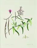 Audrey Eagle, Parsonia capsularis, Akakiore (New Zealand Jasmine), watercolour and graphite on paper