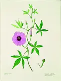 Audrey Eagle, Ipomoea cairica, Rarawa (New Zealand Convolvulus), waterclour and graphite on paper
