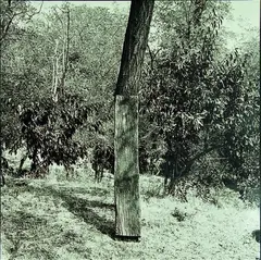 Tree with Plank, I by Bill Culbert, gelatin silver print, 1/25, offered Jun 2011