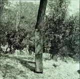 Bill Culbert, Tree with Plank, I