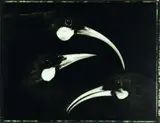 Fiona Pardington, Huia Love Triangle, toned silver bromide fibre-based print, 3/5