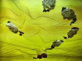 Boyd Webb, Mazurka, unique cibachrome print (1989)
