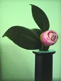 Peter Peryer, Camelia, pigment ink on Hahnemuhle photo-rag paper, 5/25