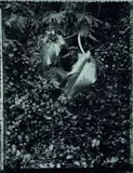 Haruhiko Sameshima, Extant in Garden of Eden, gelatin silver print