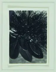 Peter Peryer, Plant Study, silver gelatin print