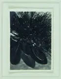 Peter Peryer, Plant Study