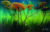 Hans Lanting, Water Lilies Suspended, Botswana, digital print, 61/300