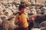 The Farmer's Son, Canterbury by Brian Brake, chromogenic colour print, sold Dec 2010