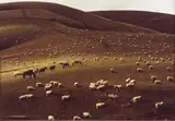 Sheep Country, Otago by Brian Brake, chromogenic colour print, sold Dec 2010