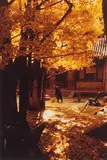 Brian Brake, Ming Temple, Western Hill - Beijing, China 1957.