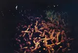 Brian Brake, Naked Festival - Okayama, Japan, 1964.