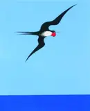 Don Binney, Pacific Frigate Bird