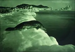 A Weddell Seal About to Dive by Herbert Ponting, carbon print, sold Sep 2010