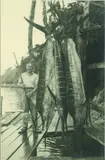 Photographer Unknown, The Giant Marlin Catch