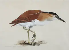 Raymond Ching, Nycticororx caledonicus caledonicus - Rufons Night Heron, watercolour and gouache on paper