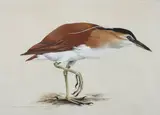 Raymond Ching, Nycticororx caledonicus caledonicus - Rufons Night Heron