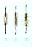 Suzanne Tamaki, Mother Waka, shells and dyed natural fibre