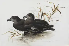 Raymond Ching, Grey Faced Petrel, Pterodroma Macroptera, watercolour and gouache on paper