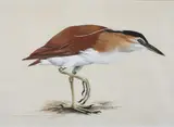 Raymond Ching, Nycticororx caledonicus caledonicus - Rufons Night Heron