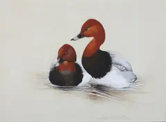 Raymond Ching, Common Pollard - Nythya Ferina (linne), watercolour and gouache on paper