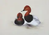 Raymond Ching, Common Pollard - Nythya Ferina (linne)