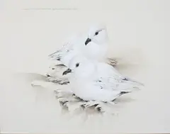 Raymond Ching, The Snow Petrel - Pagadroma nivea, watercolour and gouache on paper
