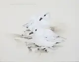 Raymond Ching, The Snow Petrel - Pagadroma nivea