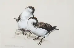 Raymond Ching, Bullers' Shearwater.  Puffinus balleri (actual size), watercolour and gouache on paper
