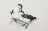 Raymond Ching, Bullers' Shearwater.  Puffinus balleri (actual size)