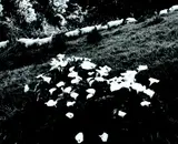 Anne Noble, Sheep and Lillies of the Field, Jerusalem