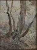 Robert Fanics Pheeney, Tree Study, Auckland Domain, watercolour