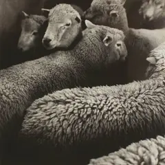 Farm Study by Peter Peryer, gelatin silver print, offered Dec 2009