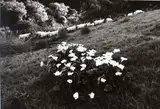 Anne Noble, Sheep and Lillies of the Field, Jerusalem