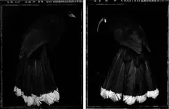 Huia Lovers by Fiona Pardington, gold toned gelatin silver prints, diptych (2005), offered Nov 2009