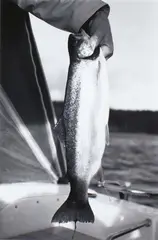 Trout by Peter Peryer, vintage gelatin silver print, 1987, offered Nov 2009