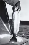 Peter Peryer, Trout