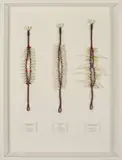 Suzanne Tamaki, Mother Waka, shells and dyed natural fibre