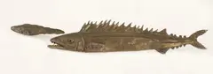 Elizabeth Thomson, Two Barracuda, cast bronze, two parts