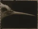 Female Kiwi, Apteryx haasti, Kaiterangi Valley, AV2848, Canterbury Museum and Female Huia, Heterolocha acuitirostris, Mangaroa Hill Hutt Valley 1885, Collector, Len Harris: Canterbury Museum by Fiona Pardington, gold-toned gelatin silver prints, diptych (2004), offered Jun 2009
