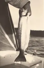Peter Peryer, Trout, gelatin silver print